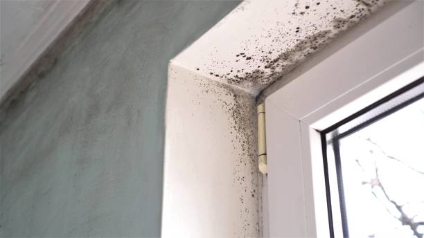 Best Water Damage & Mold Remediation  in Mcallen, TX