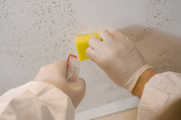 Best Mold Odor Removal Services  in Mcallen, TX